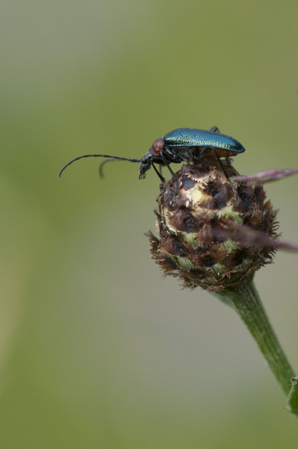 Gaurotes virginea thalassina ?